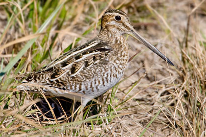 Wilson's Snipe