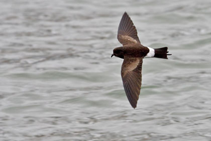 Wilson's Storm-Petrel Image @ Kiwifoto.com