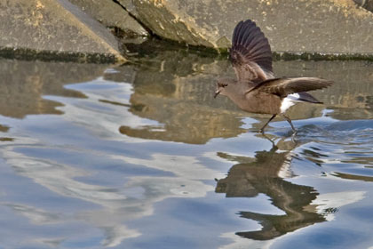 Wilson's Storm-Petrel Image @ Kiwifoto.com