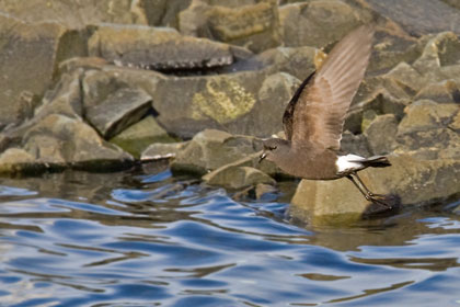 Wilson's Storm-Petrel Picture @ Kiwifoto.com