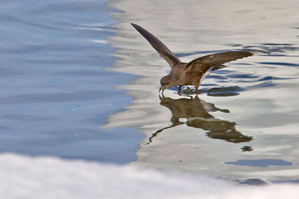 Wilson's Storm-Petrel Photo @ Kiwifoto.com