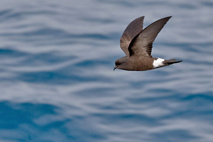 Wilson's Storm-Petrel