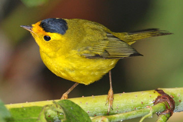 Wilson's Warbler Image @ Kiwifoto.com