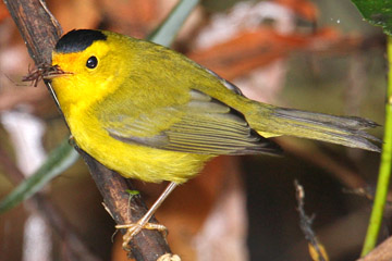 Wilson's Warbler Image @ Kiwifoto.com