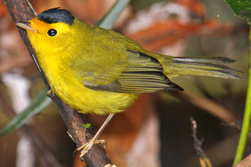 Wilson's Warbler Photo @ Kiwifoto.com