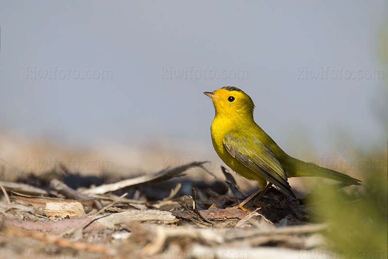 Wilson's Warbler Picture @ Kiwifoto.com