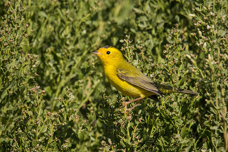 Wilson's Warbler Image @ Kiwifoto.com