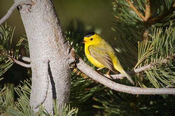 Wilson's Warbler