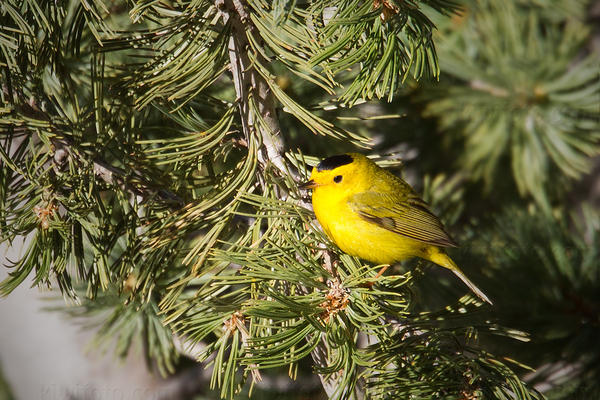 Wilson's Warbler Image @ Kiwifoto.com