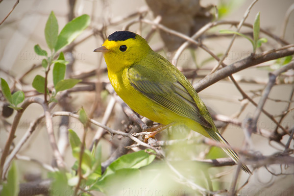 Wilson's Warbler Image @ Kiwifoto.com