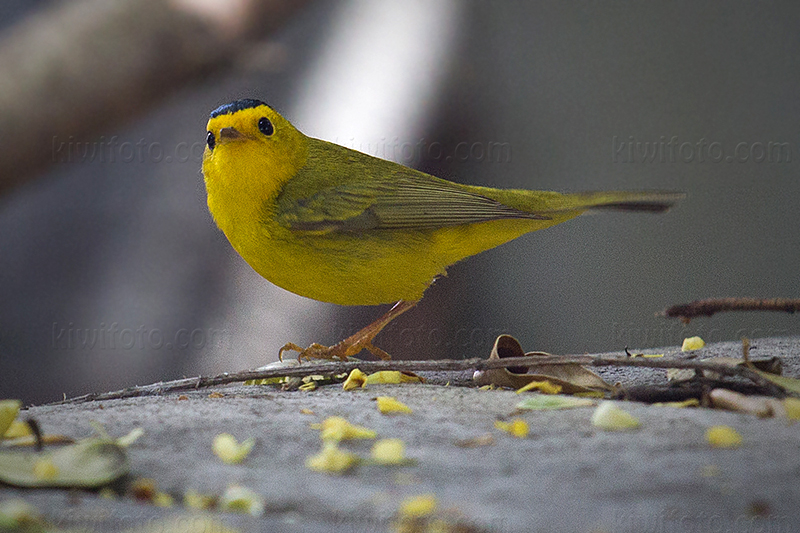 Wilson's Warbler Photo @ Kiwifoto.com
