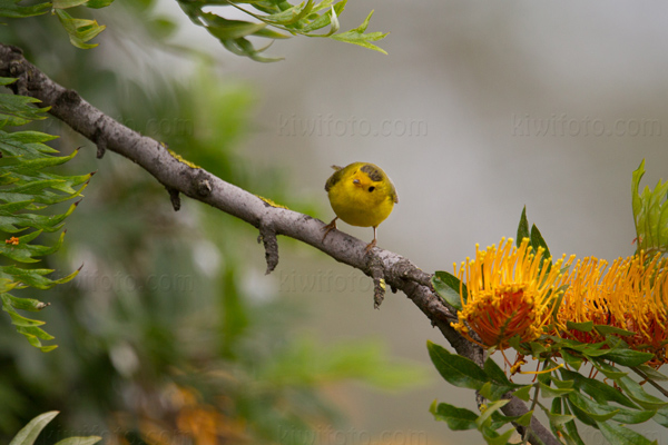 Wilson's Warbler Photo @ Kiwifoto.com