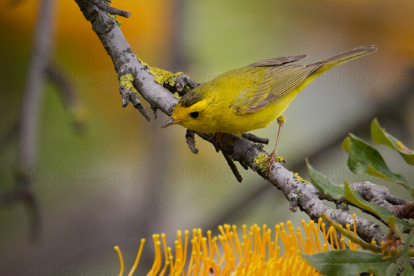 Wilson's Warbler Image @ Kiwifoto.com