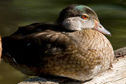 Wood Duck Picture @ Kiwifoto.com