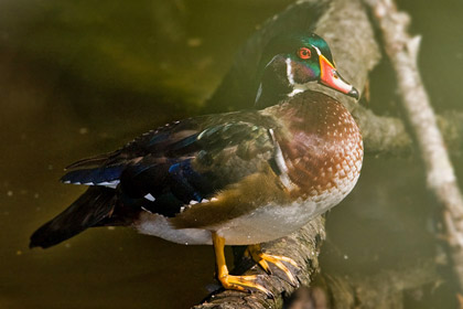 Wood Duck Picture @ Kiwifoto.com