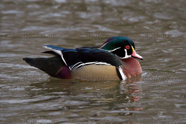 Wood Duck Image @ Kiwifoto.com