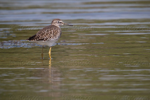 Wood Sandpiper Image @ Kiwifoto.com