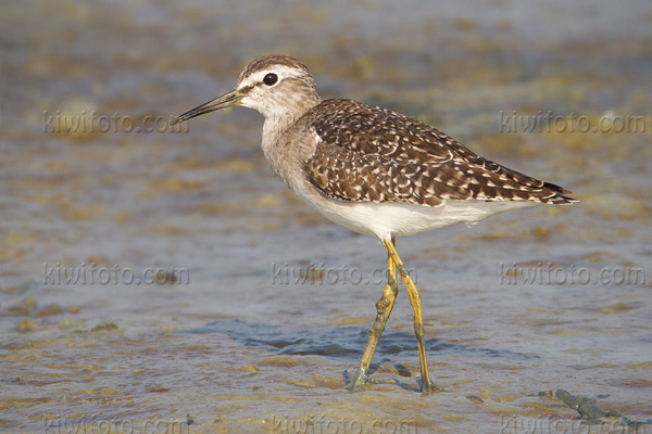 Wood Sandpiper Picture @ Kiwifoto.com