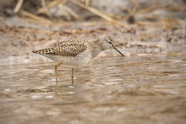 Wood Sandpiper Picture @ Kiwifoto.com