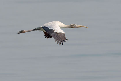 Wood Stork (juvenile)