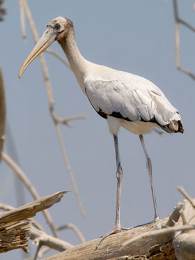 Wood Stork (juvenile)