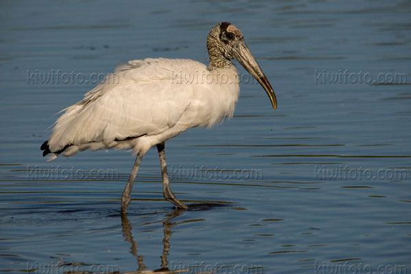 Wood Stork Photo @ Kiwifoto.com