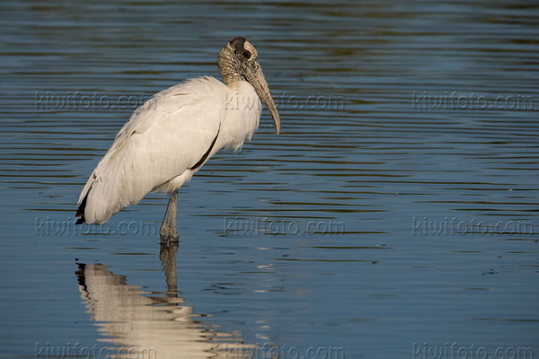 Wood Stork Image @ Kiwifoto.com