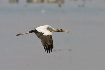 Wood Stork (juvenile)