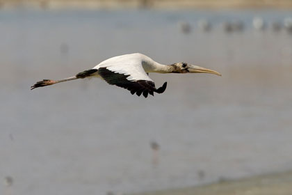 Wood Stork (juvenile)