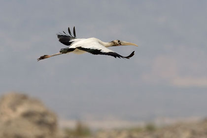 Wood Stork (juvenile)