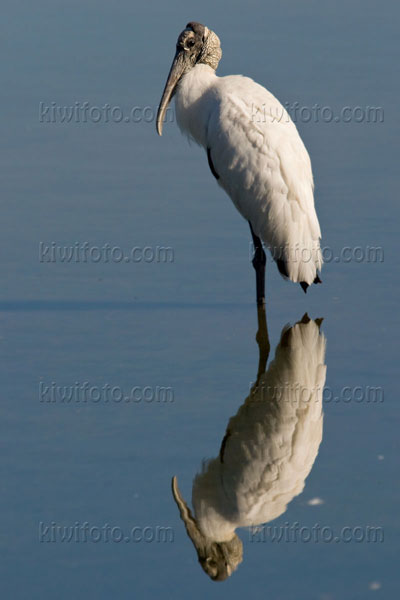 Wood Stork Photo @ Kiwifoto.com