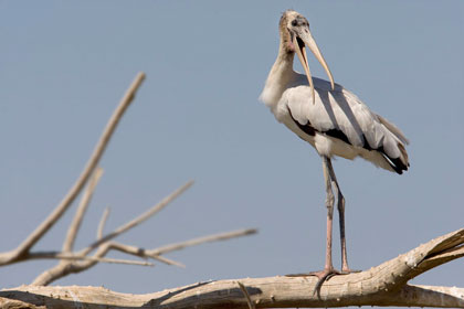 Wood Stork (juvenile)