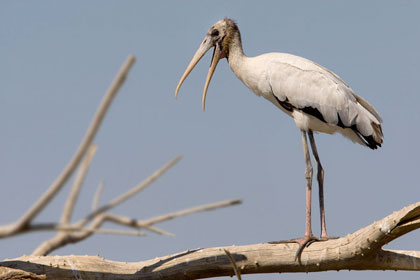 Wood Stork (juvenile)