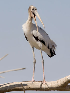 Wood Stork (juvenile)