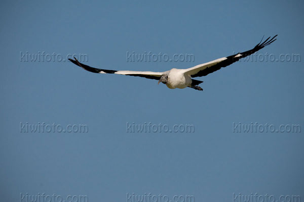 Wood Stork Image @ Kiwifoto.com