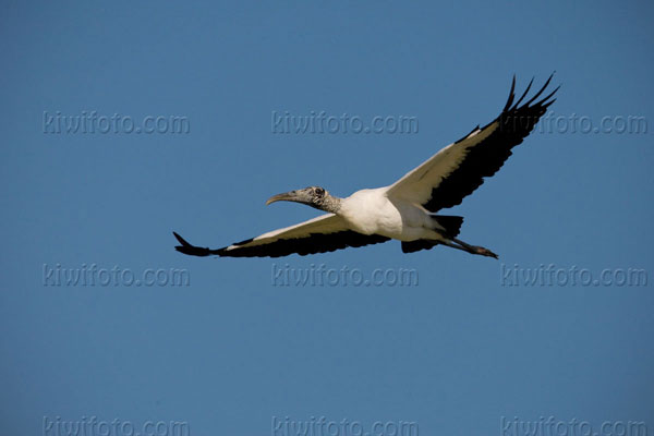 Wood Stork Photo @ Kiwifoto.com