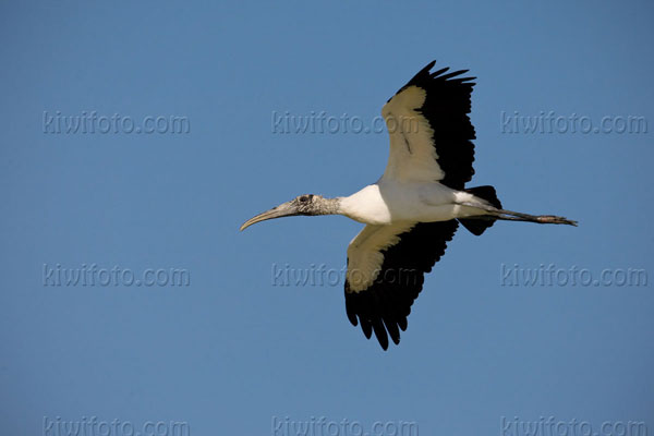 Wood Stork Photo @ Kiwifoto.com