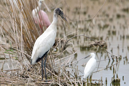 Wood Stork Picture @ Kiwifoto.com