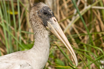 Wood Stork Photo @ Kiwifoto.com