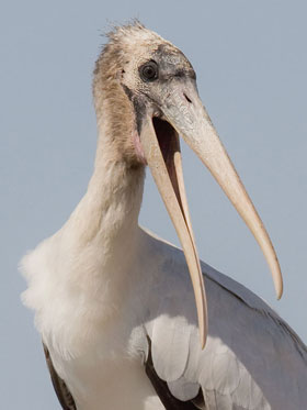 Wood Stork (juvenile)