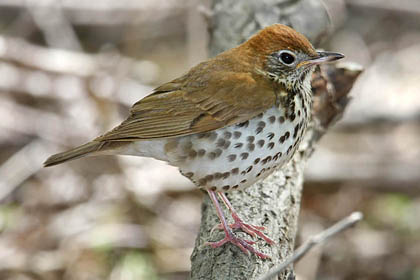 Wood Thrush