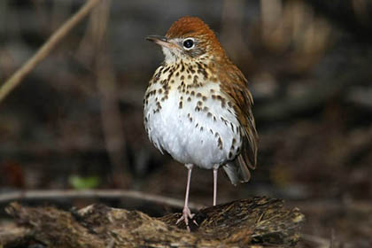 Wood Thrush Picture @ Kiwifoto.com