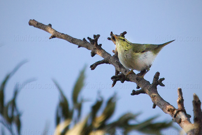 Wood Warbler Picture @ Kiwifoto.com