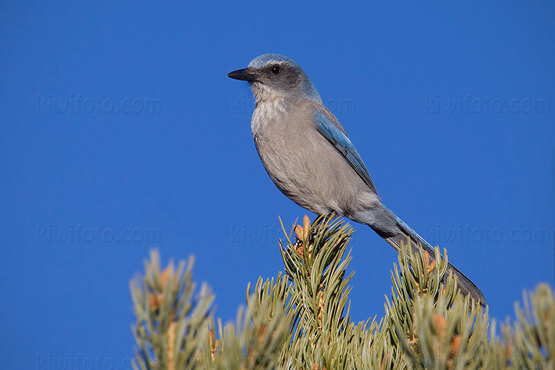 Woodhouse's Scrub-Jay Image @ Kiwifoto.com