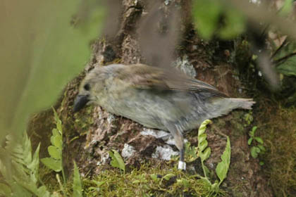 Woodpecker Finch Picture @ Kiwifoto.com