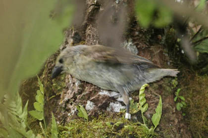 Woodpecker Finch