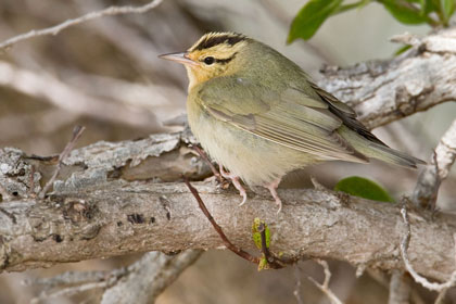 Worm-eating Warbler Image @ Kiwifoto.com