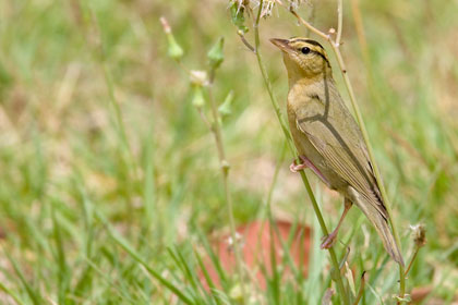 Worm-eating Warbler Photo @ Kiwifoto.com
