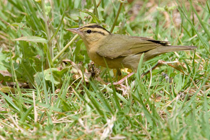 Worm-eating Warbler Photo @ Kiwifoto.com