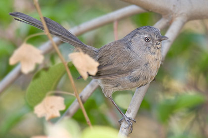 Wrentit Picture @ Kiwifoto.com